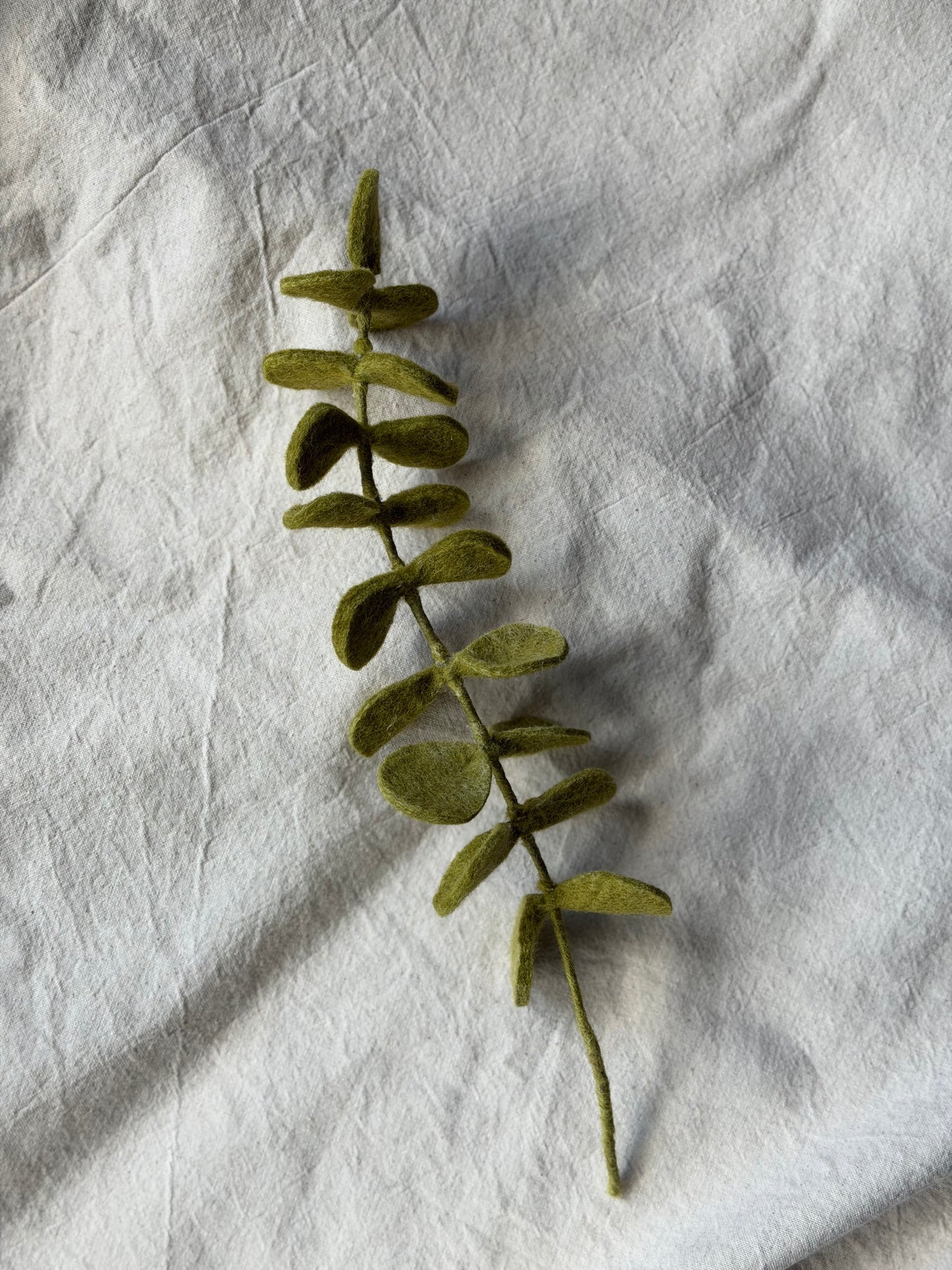 Eucalyptus Stem