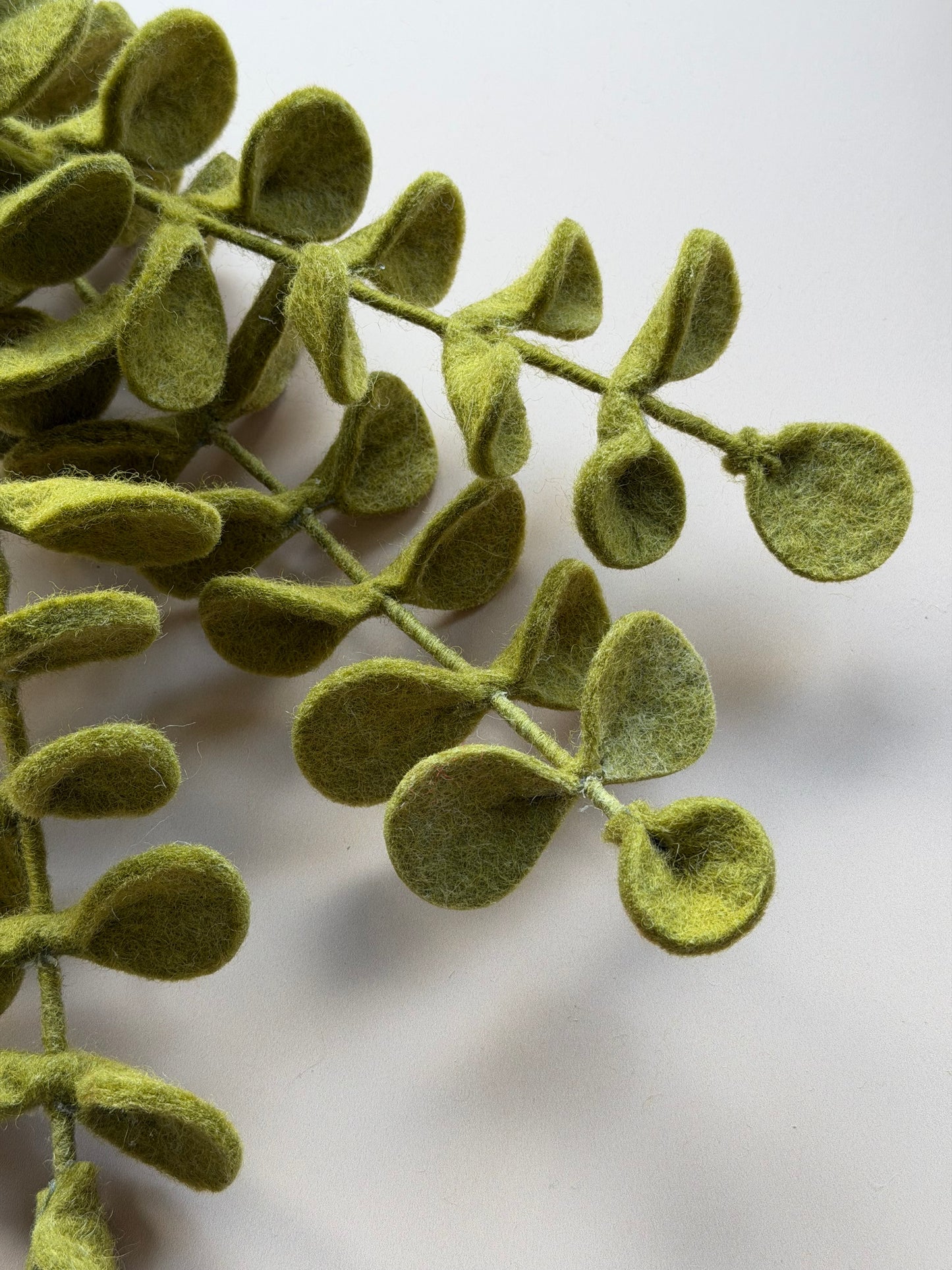 Eucalyptus Stem